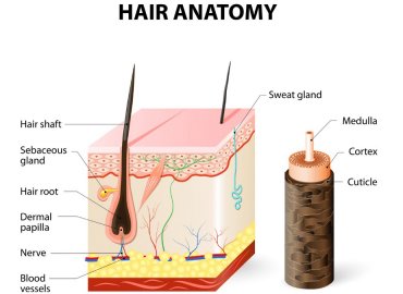 What’s the difference between people's hair color and hair texture? It was because of these two things!